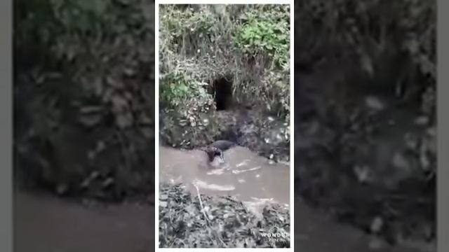 Ягдтерьер. Охота с ягдтерьером
