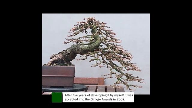 The Trophy 2021 - Tree Evolution 'Acer sieboldianum,  Larix kaempferi han-kengai, Ulmus'