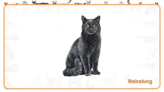 Cat Breeds Flash Cards   Video Flash Cards  Learn to Talk  Vocabulary in English