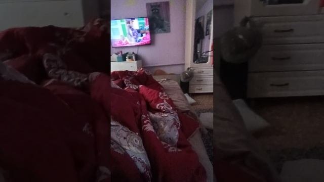 Енот Витя #ямыилюша #помощьбездомнымживотным #raccoon #анапа #животные #собачки