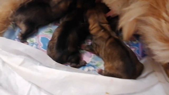 Никуша родила 5 здоровых и красивых щенков. 8 ноября 2021 года. смотреть онлайн