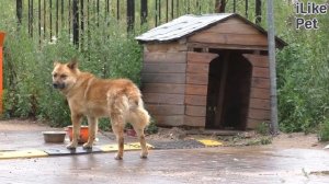 Как правильно выбрать будку для собаки?