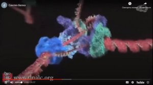 Репликация днк