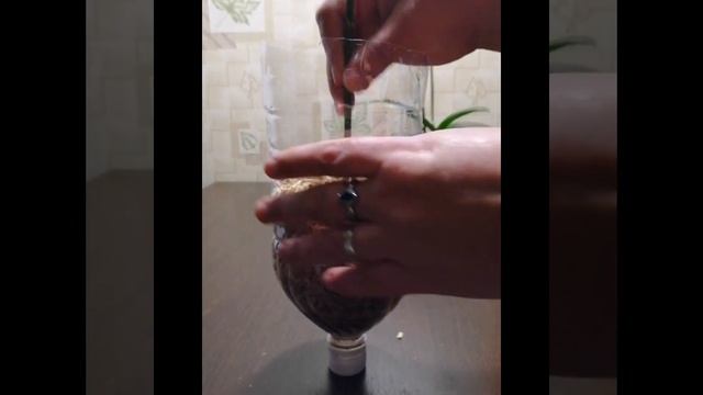 Размножение орхидеи черенком от цветоноса.