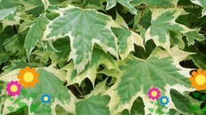 Клен ясенелистный Друммонди. Краткий обзор, описание характеристик acer platanoides Drummondii