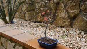 Как правильно поливать Бонсай (Zelkova Nire и Acer Palmatum)