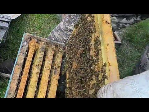 Весеннее развитие пчелосемей: Пересадка в 10-рамочные улья смотреть онлайн