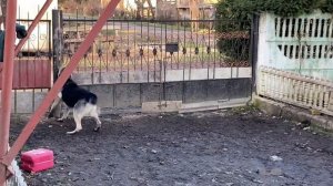 #1 Охрана территории собакой . Собаки для охраны дома . Восточноевропейская овчарка Ерик и Гера .