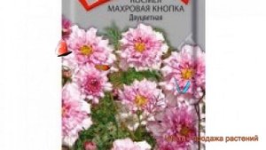 Космея махровая Кнопка Двуцветная ? обзор: как сажать, семена космеи Кнопка Двуцветная