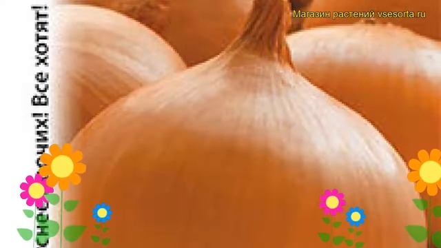 Лук репчатый Денсимор. Краткий обзор, описание характеристик, где купить семена állium смотреть онлайн