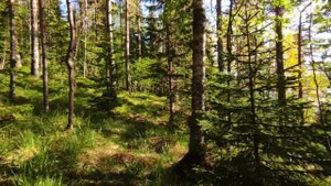 Как снимает видео Redmi Note 9 Pro (video test)