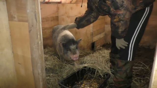 Натуральные фермерские продукты. Родильное отделение для свинок смотреть онлайн