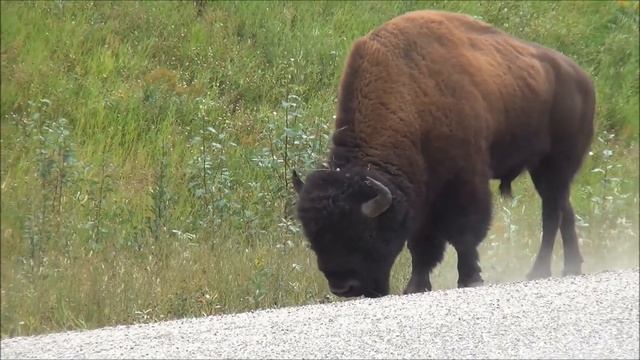 Звук бизона (зубра), мычание бизона (зубра) | Sound buffalo (bison), bellowing buffalo (bison) смотреть онлайн