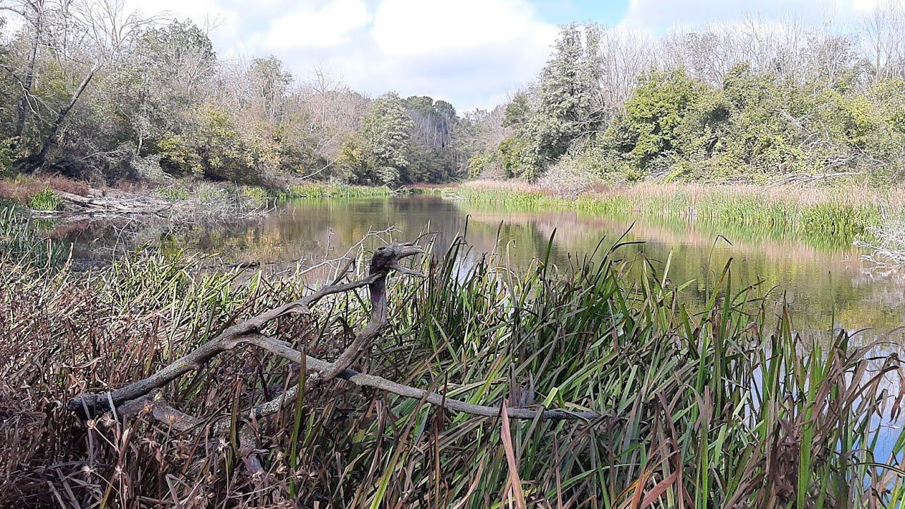 ЛОВЛЯ КАРАСЯ В СЕНТЯБРЕ НА ЛЕСНОМ ОЗЕРЕ!!! смотреть онлайн
