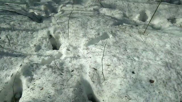 Нашёл рога собираем урожай!!!шесть рогов за один день,поиск рогов лося,оленя смотреть онлайн