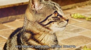 Что делать, если кошка прячет котят от хозяев?