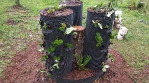 5 серия. Вертикальная клумба для клубники результат