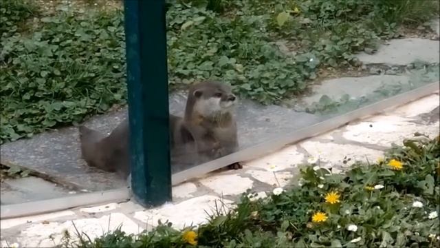 Aonyx cinereus - patuljasta vidra смотреть онлайн