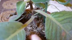 Глоксиния засыпает. Как это выглядит и что делать в этот период.