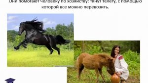 Животные на ферме   презентация для детей