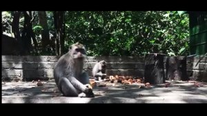 БАЛИ- Monkey Forest 2018