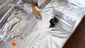 ОГРОМНЫЙ ЛАБИРИНТ для Морских Свинок / ЧТО-ТО ПОШЛО НЕ ТАК