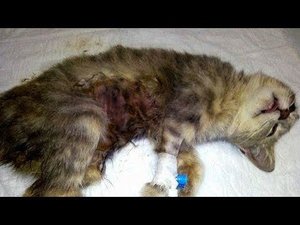 «Усыпите, на лечение нет денег!» Раненую кошку принесли на эвтаназию, но в дело вмешались волонтёры!