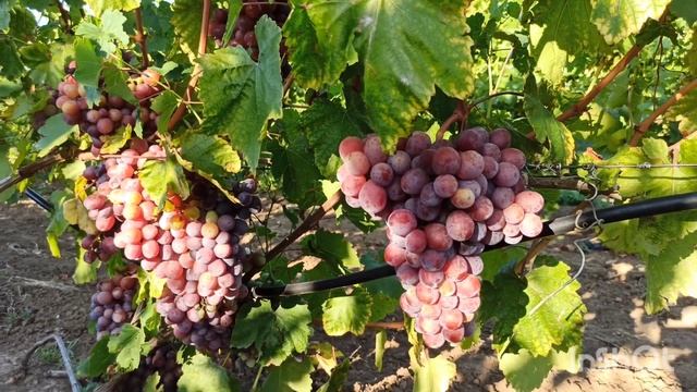 ОГНИ ДНЕПРА, автор Калугин В.М. смотреть онлайн