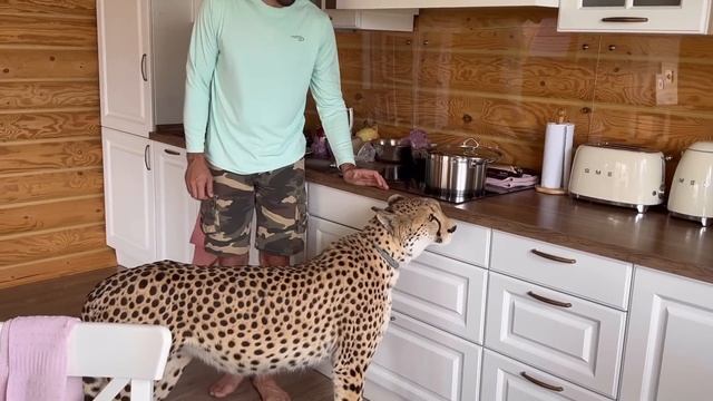 Гепард пробрался в дом. Герда и Месси поменялись домами #cheetah