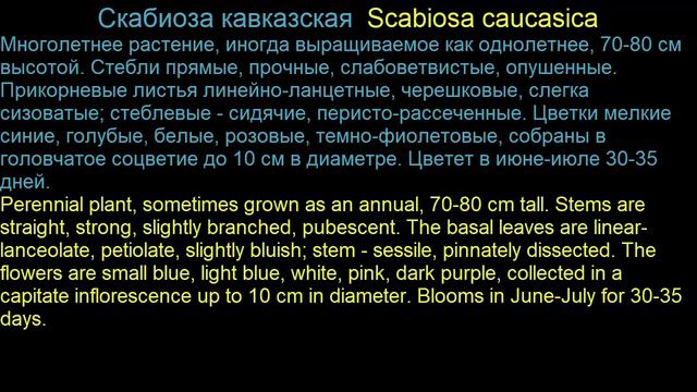 Скабиоза Scabiosa Garden flowers188 Декоративные растения