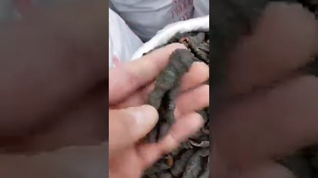 Icelandic SeaCucumber Cucumaria Frondoza смотреть онлайн