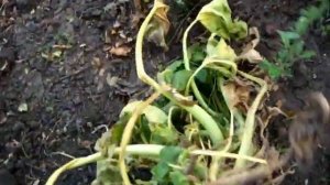 КАБАЧОК ЗАСОХ потому что что то перегрызло стебель у замли