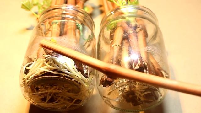 Обрежьте черенки винограда правильно! Укоренение 2019г. смотреть онлайн