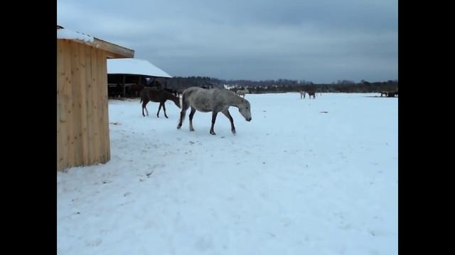 Лучшая психотерапия. ВЛОГ/ Конный клуб "Серая лошадь. Троицкое" смотреть онлайн