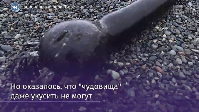 Жителей Чукотки напугали «чудовищные» водоросли смотреть онлайн