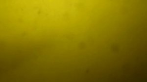 Как сделать самодельную универсальную прикормку (карась, плотва)