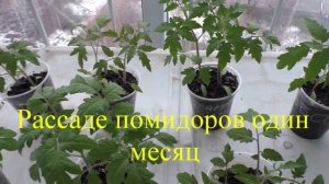 Когда сеять помидоры, перцы и баклажаны на рассаду.