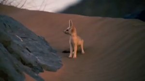 10 самых милых животных | милые детеныши животных | удивительные зверюшки.