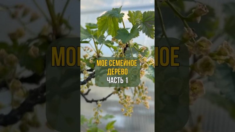 Мое семейное дерево. Часть 1
