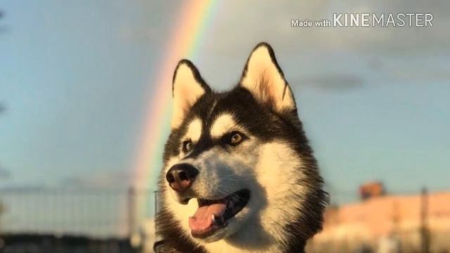 Топ 10 самых милых собак в мире по моему мнению смотреть онлайн