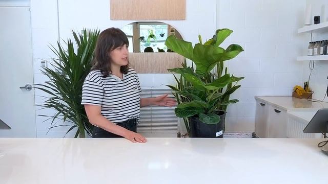 Fiddle Leaf Fig Tree 101  How to Care for Your Ficus Lyrata  Flora Plant Shop Nashville