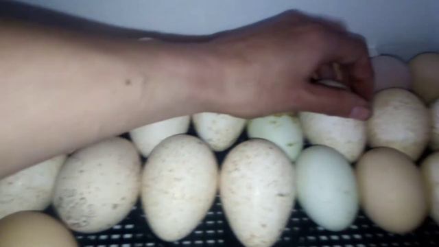 Совместная инкубация куриных и индюшиных яиц. Автоповорот не вывез.