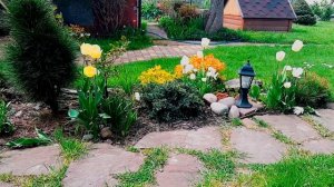 СОРТОВЫЕ ТЮЛЬПАНЫ в саду. КОНТЕЙНЕРНОЕ озеленение. САМЫЕ КРАСИВЫЕ тюльпаны