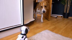 Как собака отреагирует на собаку-робота?