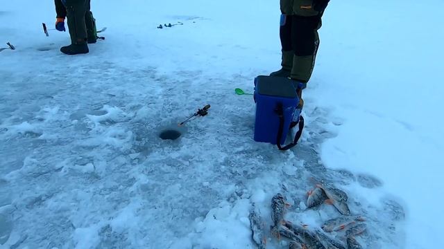 РЫБАКИ ДОВОЛЬНЫ)) ОКУНЬ и НАЛИМ. Зимняя рыбалка на Онего, сезон 2022- 23 гг.