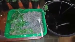 Черенкование хризантемы индийской. Очень простой способ.