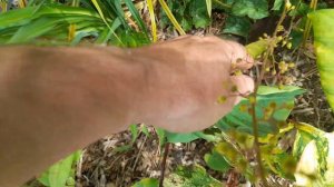 Colocasia white lava deformity