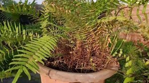 How to grow Holly Fern | Holly Fern Plant Growth