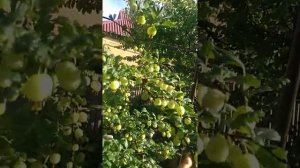 Результат прививки крыжовника на чёрную смородину через 5 лет