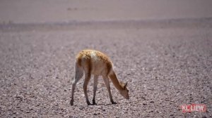 South America Tour-Calama #4 智利阿塔卡马沙漠,几百年都不下一滴雨,不可思议的地方！今天粗茶淡饭、 大葱煎蛋、青椒炒培根 。